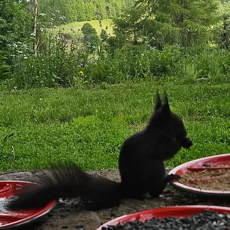 Five Maple For Families And Wild Nature Lovers